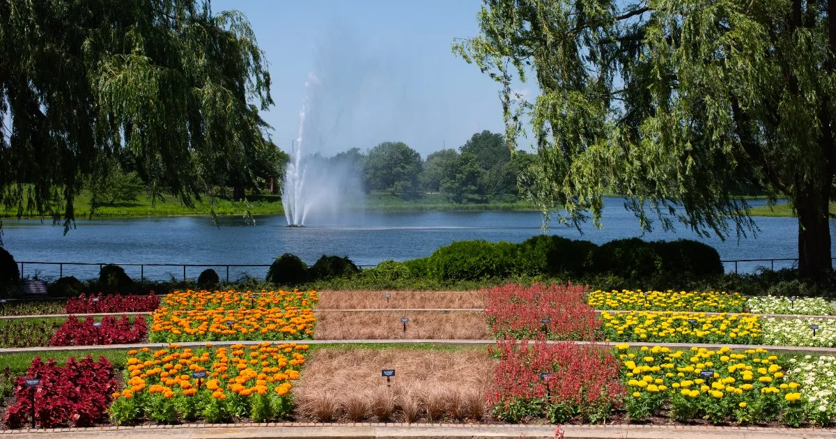 Terraced flower beds blooming with vibrant yellow, red, and orange flowers overlooking a lake with a fountain at the Chicago Botanic Garden in summer.