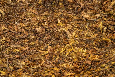 Your Compost is Finished. Now What? A Guide on How to Store Compost