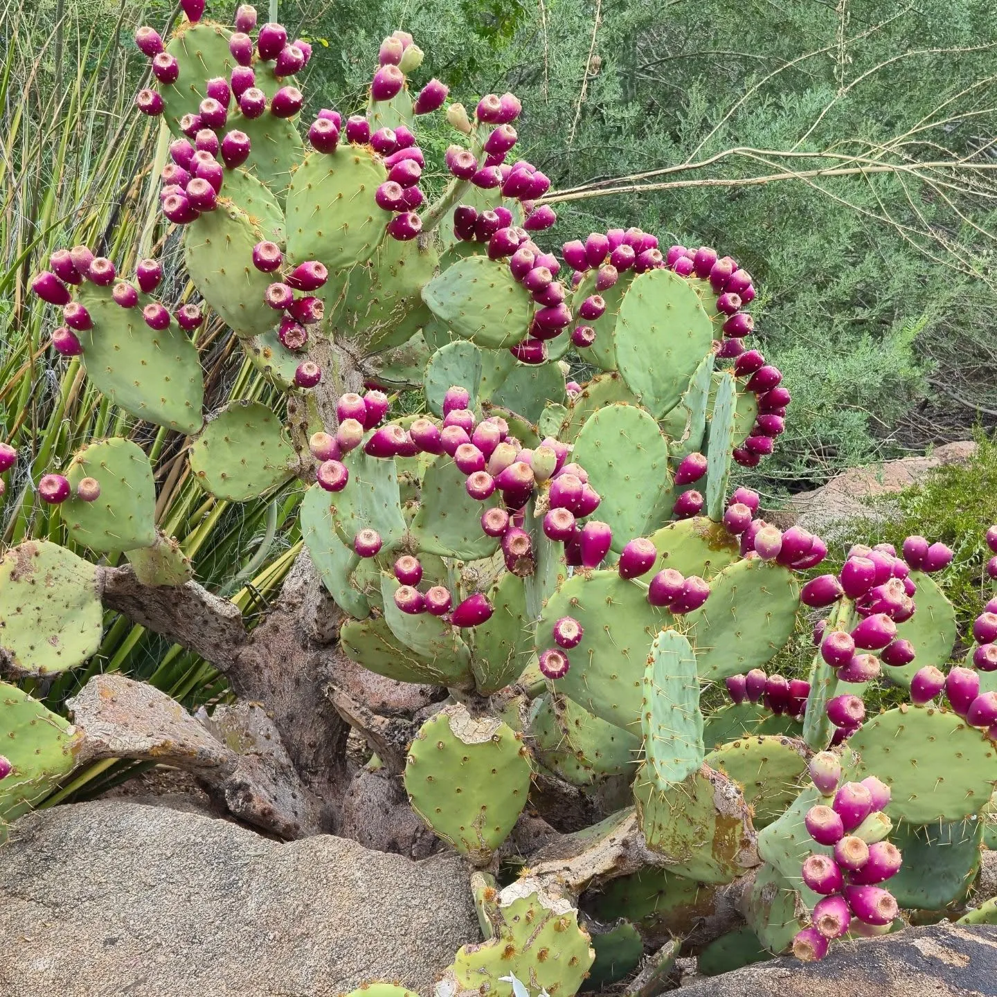 Prickly pear cactus with bright purple fruit on display at Phoenix Botanical Gardens, showcasing the vibrant desert plant life in Arizona.