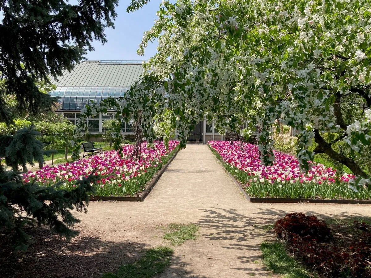 A canopy of blossoms frames rows of tulips at a peaceful Chicago botanical garden.