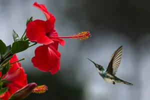 A hummingbird hovers in mid-air, about to drink nectar from a vibrant red hibiscus flower.