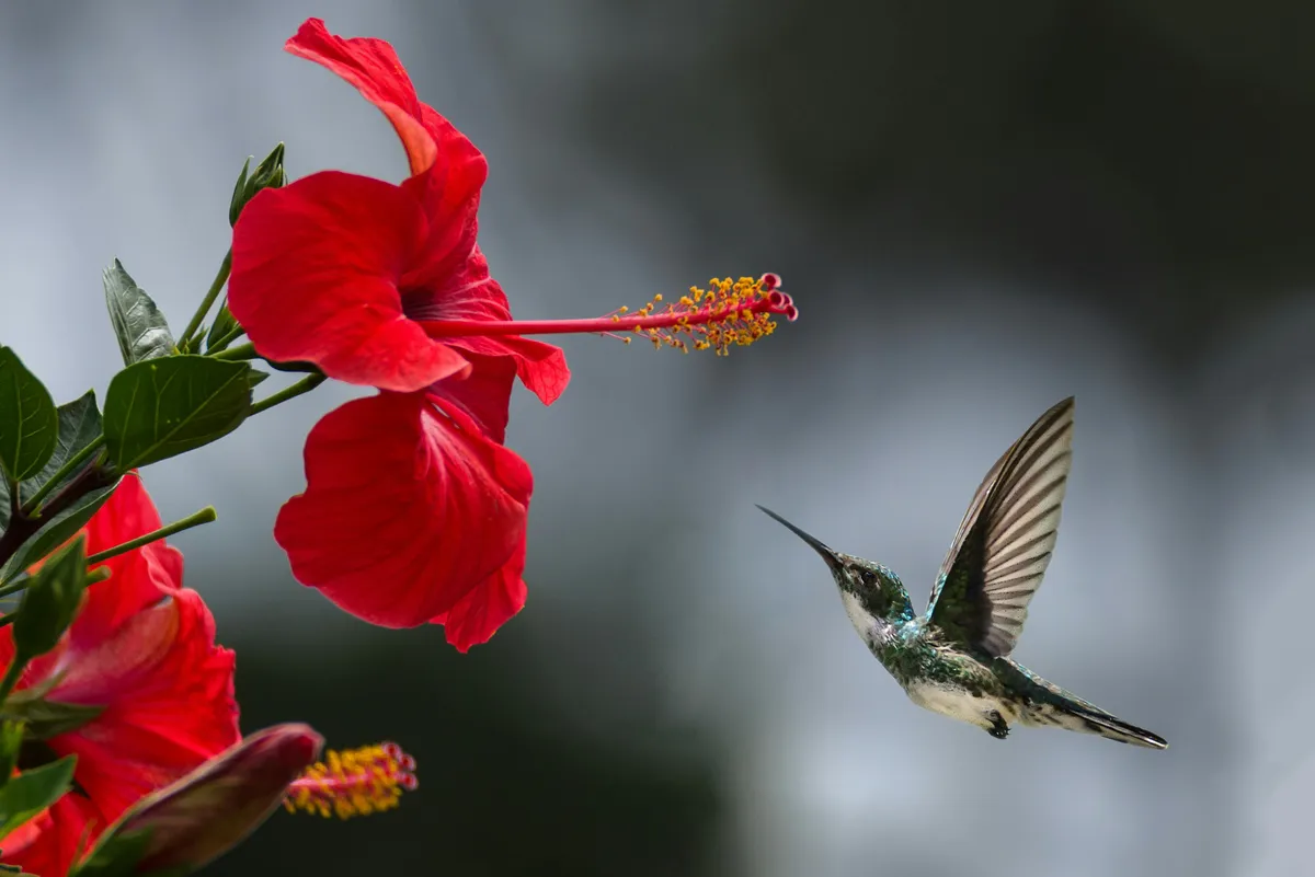 A hummingbird hovers in mid-air, about to drink nectar from a vibrant red hibiscus flower.