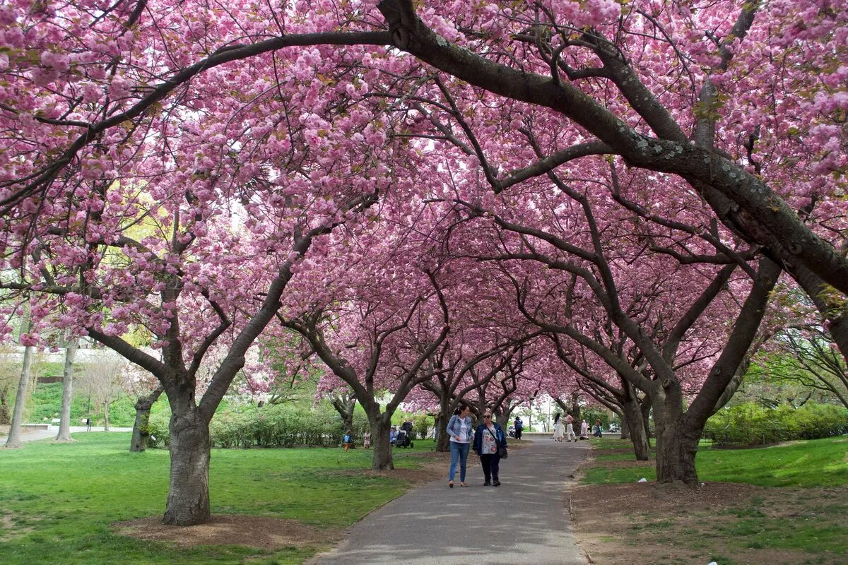 Brooklyn Botanic Garden