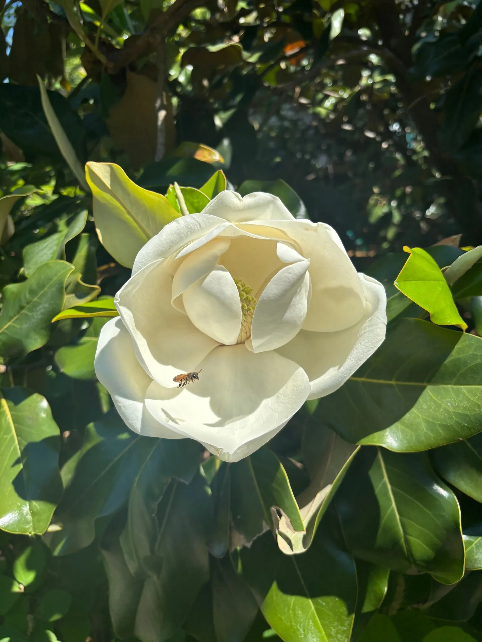 Memphis botanical gardens
