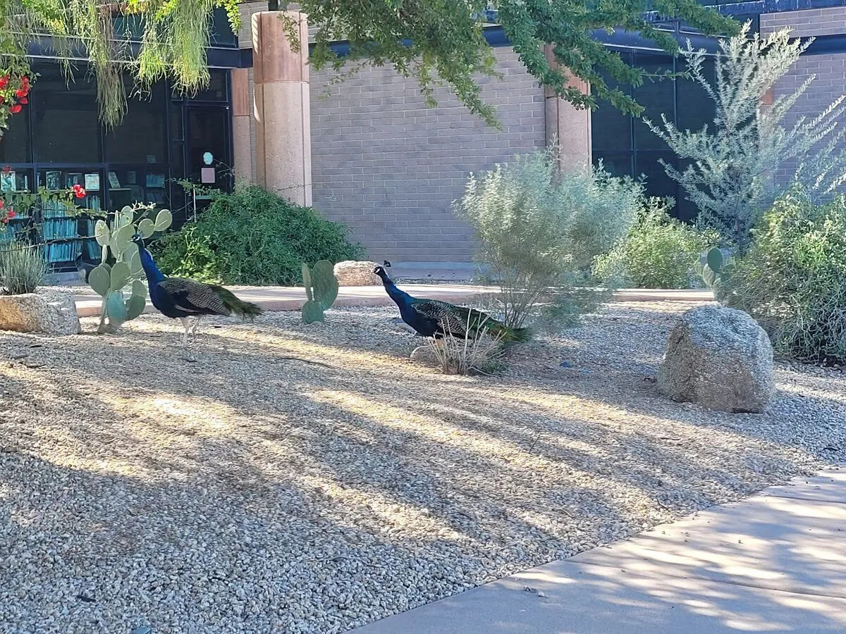 Two peacocks walking among desert plants and cacti at Glendale Xeriscape Demonstration Garden, highlighting the diverse wildlife and landscaping found in Arizona Botanical Gardens.