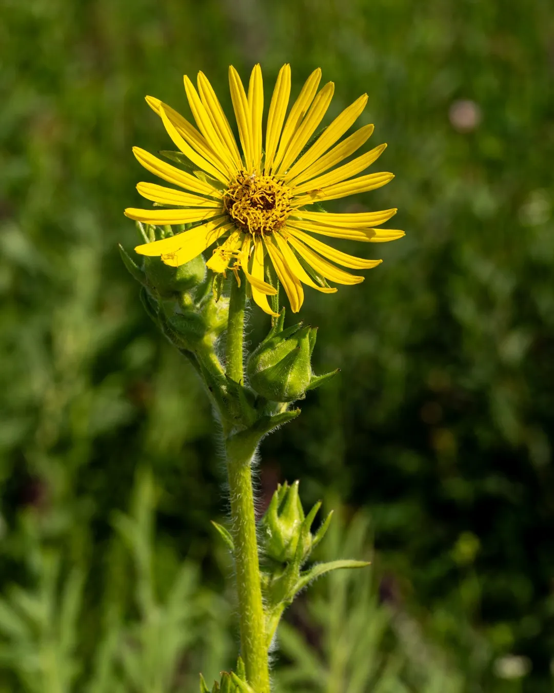 A single bright yellow wildflower blooming in a prairie garden at Chicago Botanic Garden.