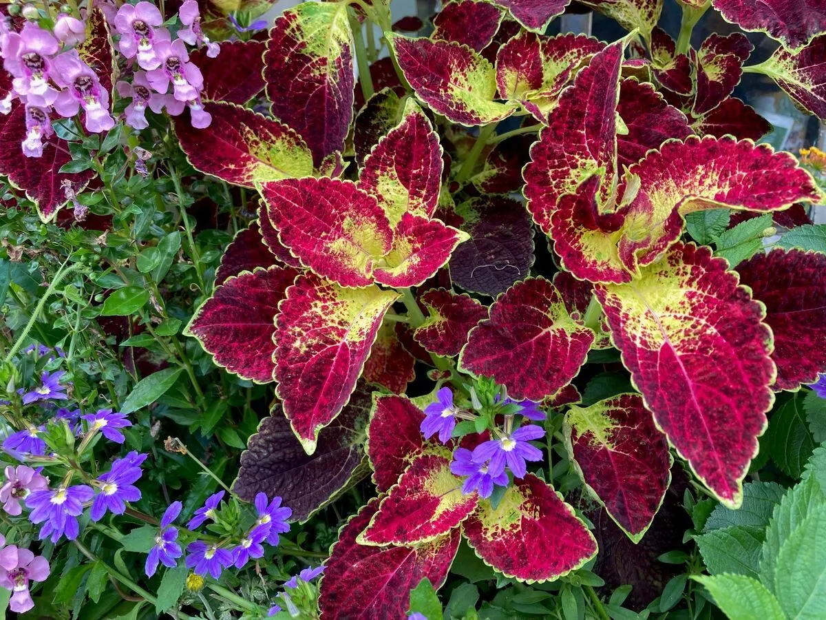 Purple African daisies blanket a summer garden bed at this Chicago botanical garden.