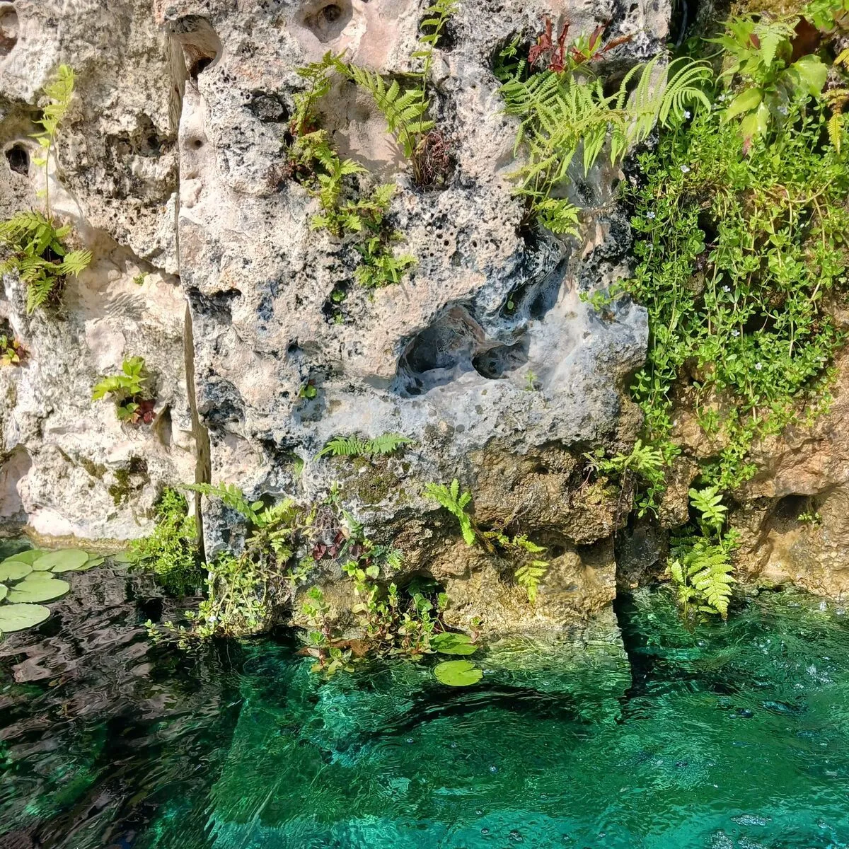 Lush green ferns and plants cascading down a natural rock wall into clear turquoise water with lily pads at the Houston Botanical Garden.