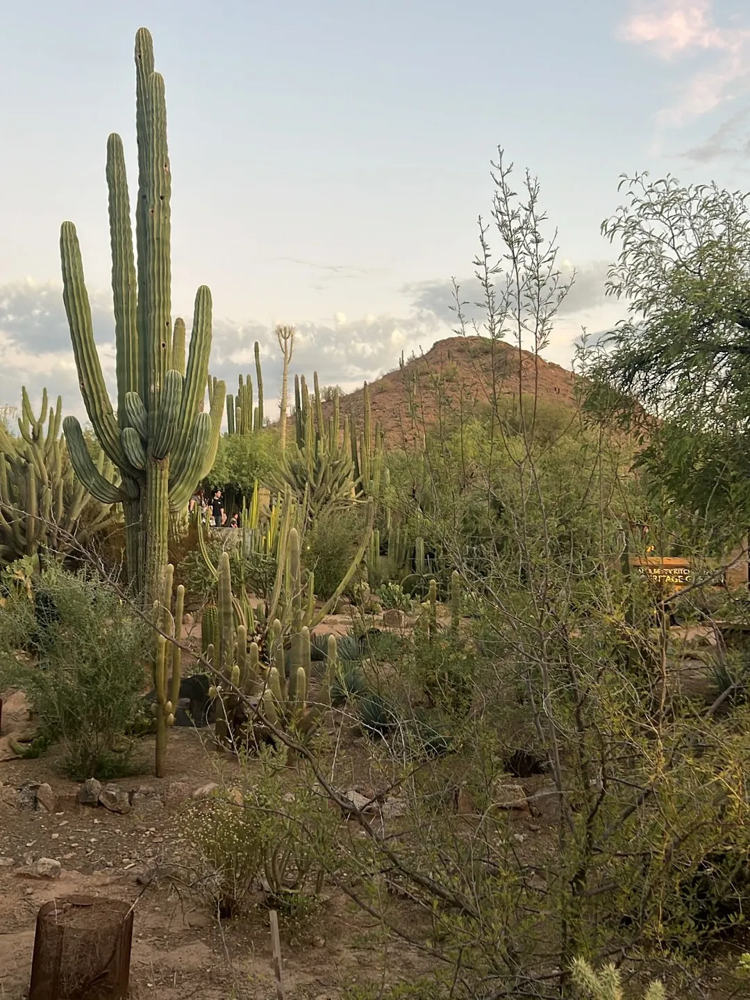 Tall saguaro cacti and desert plants with mountain views at sunset at Phoenix Botanical Gardens, highlighting Arizona’s iconic desert landscape.