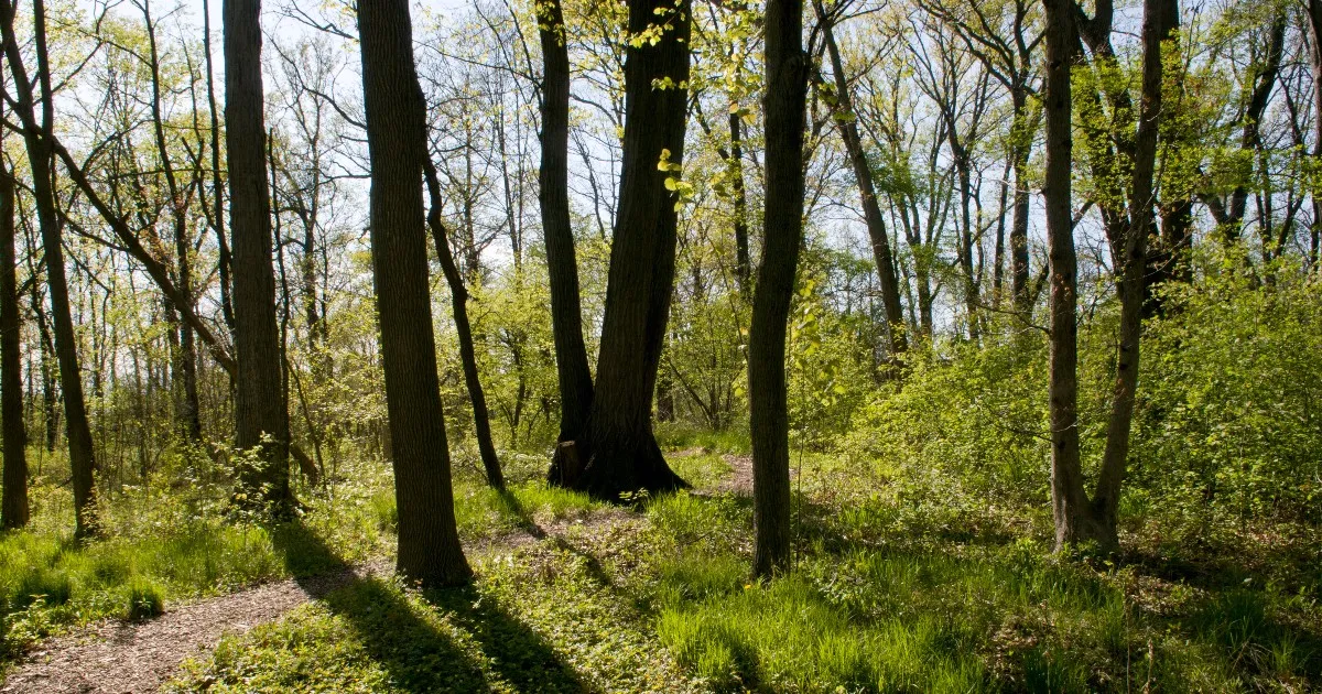 A peaceful, sunlit woodland trail surrounded by lush greenery at Chicago Botanic Garden.