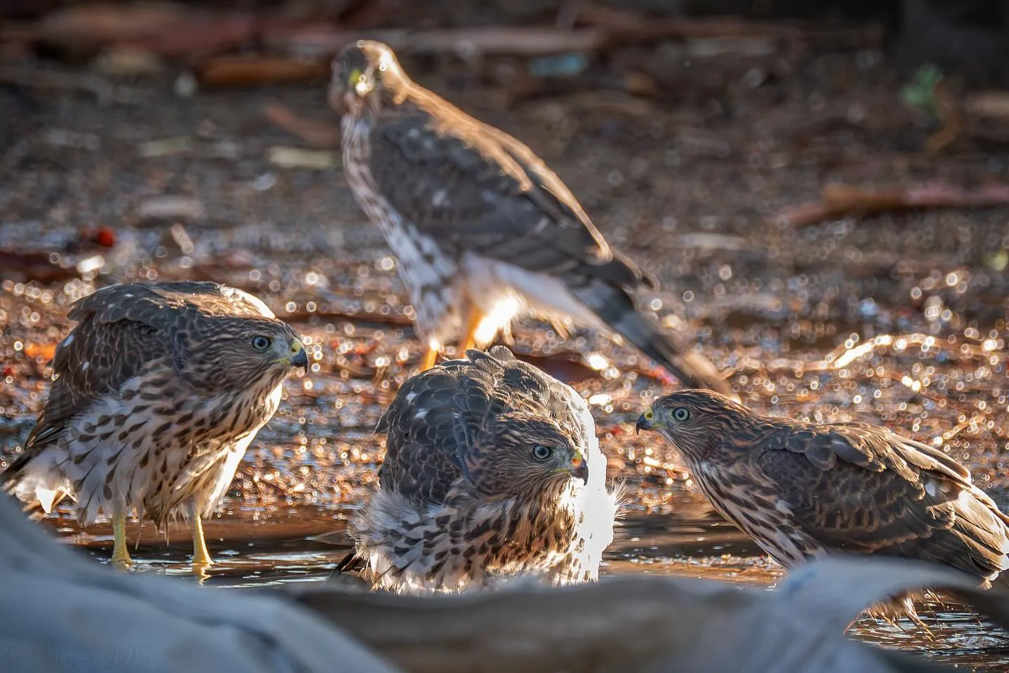 Hawks gathering at a water source in the Phoenix Botanical Gardens, highlighting the diverse desert wildlife found in this Arizona garden.