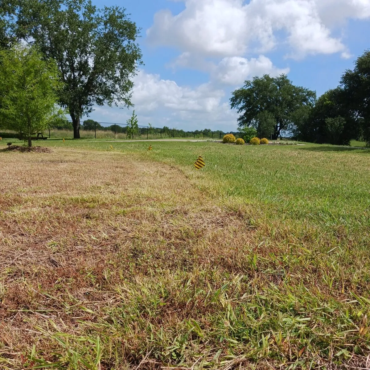 A wide, green lawn with scattered trees under a blue sky with white clouds at the Houston Botanical Garden.
