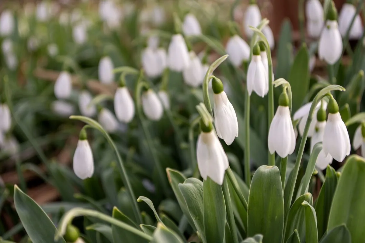 Brooklyn Botanic Garden