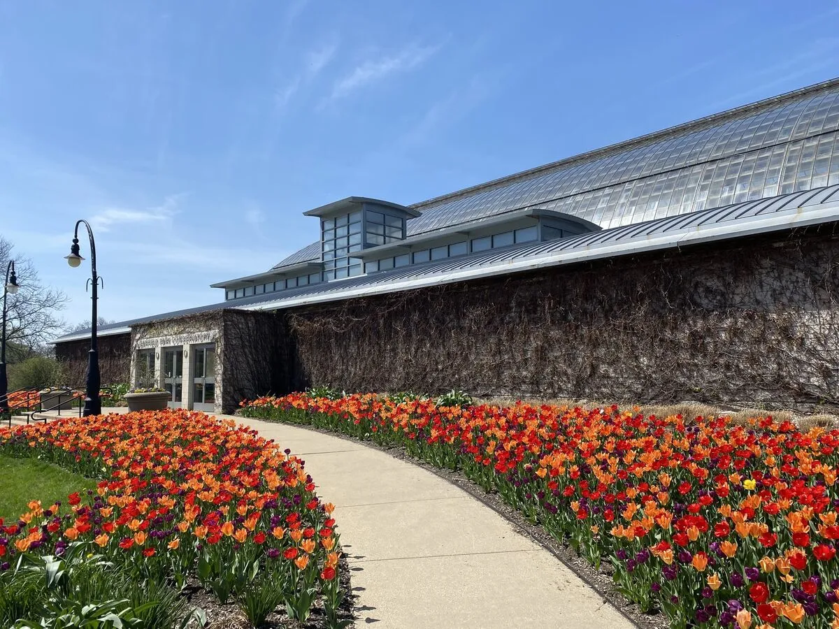 A curved path lined with tulips leads to a conservatory at a Chicago botanical garden.
