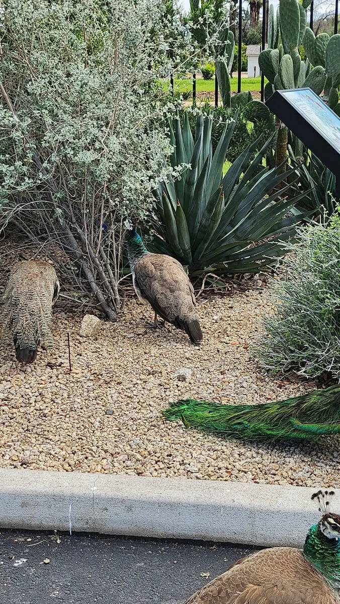 Peacocks walking among desert plants and cacti at Glendale Xeriscape Demonstration Garden, representing the natural beauty and wildlife of Arizona Botanical Gardens.