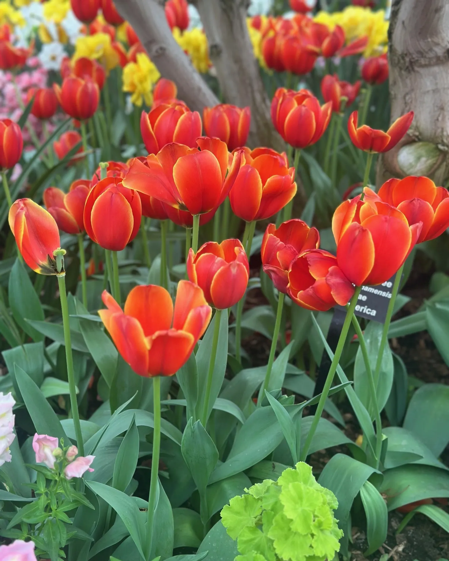 Bright red tulips bloom in a spring display at a Chicago botanical garden.