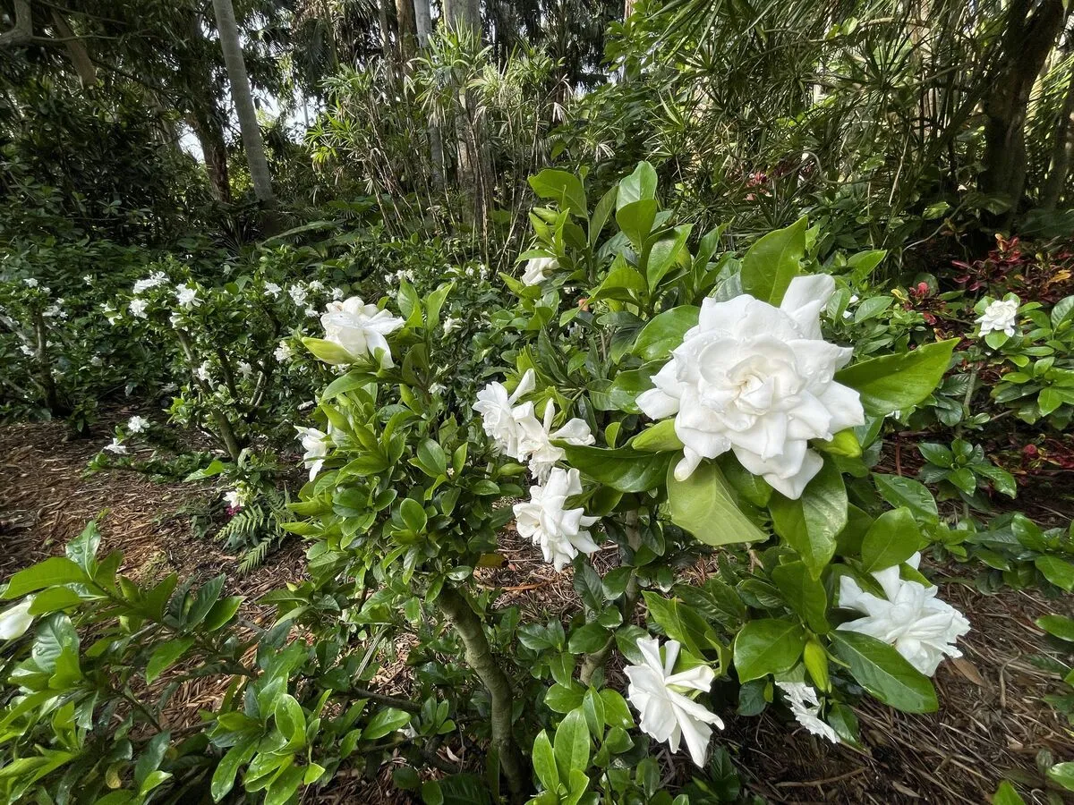 Pathway through lush tropical plants at Sunken Gardens