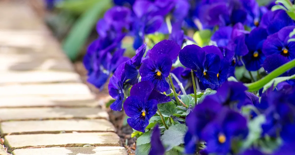 Close-up of vivid purple flowers growing beside a stone path at Chicago Botanic Garden.