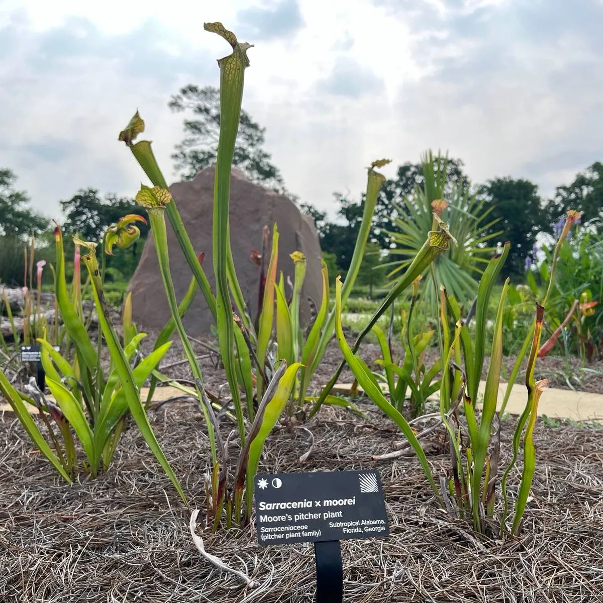 Houston Botanic Garden