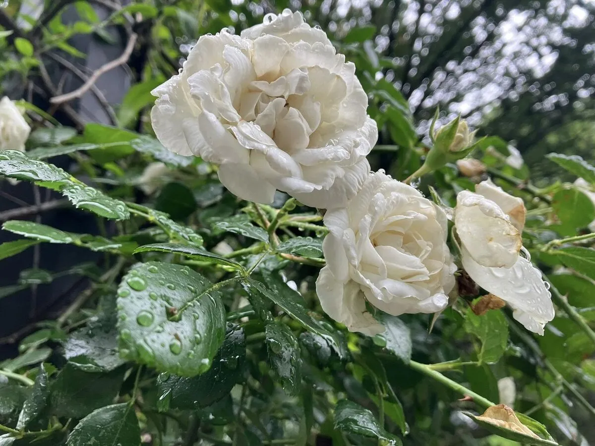 Narrows Botanical Gardens