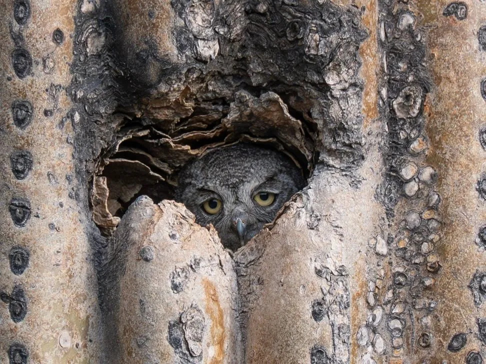 Owl peeking out from a saguaro cactus nest at Phoenix Botanical Gardens, showcasing unique desert wildlife in Arizona’s botanical gardens.